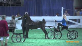 2011 KY County Fair Hackney Pony Championship [upl. by Ardnad449]