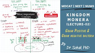 Kingdom Monera  Lecture02  Gram positive and Gram Negative Bacteria  MDCAT  NUMS  NEET [upl. by Neved]