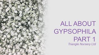 All About Gypsophila Part 1 [upl. by Kyne]