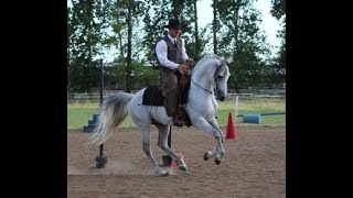 Teaching cow clinic at Working Equitation show Eugene Oregon with Polish Arabian Stallion Kalaloch [upl. by Devonne799]