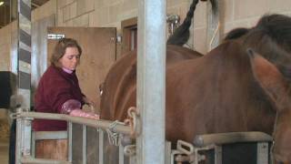 Equine Reproduction UK  3 day breeding short course AI tech training [upl. by Biagi]