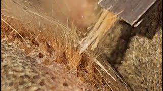 Satisfying Ingrown Paw Hair [upl. by Einnahc]