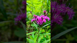 Ironweed Forest flowers ironweed forest creekside [upl. by Arrimat]