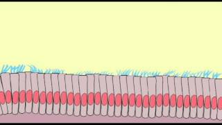 EPITHELIA CILIA [upl. by Pitts]