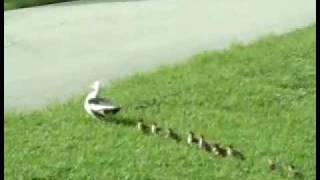 DUCKLINGS Crossin the road D [upl. by Wiener]