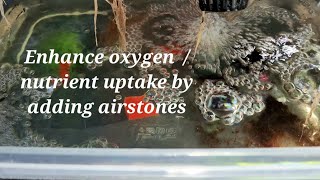 DIY DWC by Installing airstonesbubblers into your Kratky hydroponic system [upl. by Mikkanen37]