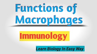 Functions of Macrophages  macrophage function Mechanism of Phagocytosis immunology biology [upl. by Valenba718]