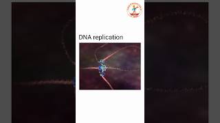 Insane DNA Replication Process Will BLOW Your Mind 2024 [upl. by Yovonnda]