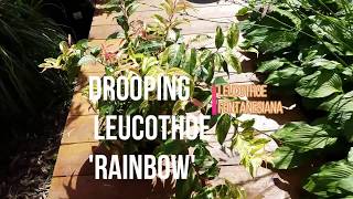 GARDENING MINUTES  Drooping Leucothoe Rainbow [upl. by Ahsed]