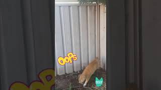 Cat vs Catproof fence by Oscillot [upl. by Otrebire265]