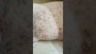 solution for dog skin rashes in monsoonhelpful video for dog ownersinformative dogowners pets [upl. by Aisats]