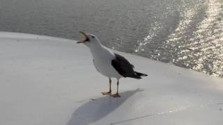 Seagull laughing [upl. by Sirrah]