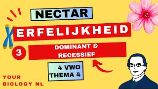 4 vwo  Erfelijkheid  3  Dominant amp Recessief [upl. by Pfeffer]