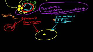 Pathophysiology of Diabetic Nephropathy [upl. by Burck]