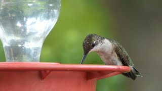 Hummingbird feeds from feeder rests in tree [upl. by Chan]