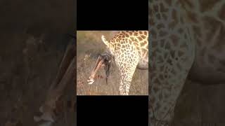 Giraffe giving birth to baby shorts [upl. by Halian491]