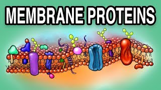 MEMBRANE PROTEINS  Types and Functions [upl. by Abijah]