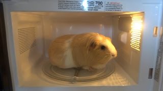 Microwave Guinea Pig [upl. by Loren148]