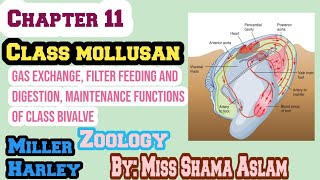 Phylum Molluscan gas exchange filter feeding and digestion Maintenance Functions of Bivalve [upl. by Ilaw]