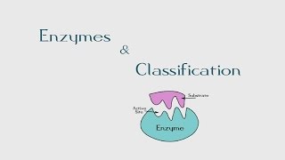 7 Introduction to Enzymes amp Its Classification  The BioChemistry Guide  2014 [upl. by Steinman]