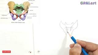 How to draw Human Skeleton  Pelvic Girdleanterior view [upl. by Ricki]