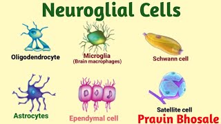 Neuroglial cells  Glial cells  Oligodendrocytes  Microglia  Astrocytes  Ependymal Schwann cells [upl. by Minoru]