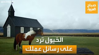 صباح العربية  من أجل عطلة بلا توتر  الخيول ترد على رسائل عملك [upl. by Farl]