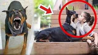 A family adopts a Doberman and after five days the parents heard terrifying screams [upl. by Pammie]