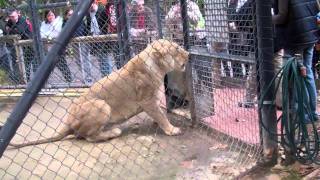 Lion Feeding at the Adelaide Zoo [upl. by Jaycee]