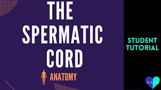 The Spermatic Cord  Anatomy Tutorial [upl. by Streeto]