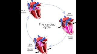 2le cycle cardiaque quotphysiologie cardiorespiratoirequot 2éme MED [upl. by Anuaek]