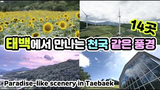 🌼 해발 900미터 산소도시 여름여행에서 놓치면 안되는 여행지 14곳  맛집 신상카페 포함 [upl. by Ylloh]