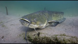 Il PESCE SILURO il GIGANTE del fiume [upl. by Anekahs]