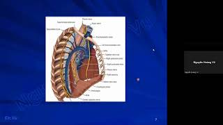 Ôn thi CK1 Giải phẫu  33 Trung thất [upl. by Esilehs]