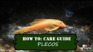 How To Care Guide Pleco or Plecostomus [upl. by Azpurua938]