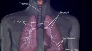 Respiratory system4 bronchi and bronchioles [upl. by Enrobso193]