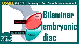 Bilaminar Embryonic Disc  Epiblast and Hypoblast  Embryology  USMLE [upl. by Arvind]