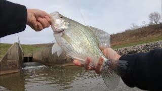 Huge winter crappie fishing a Moonlit fiberglass fly rod and original large arbor Danielsson reel [upl. by Hofmann]