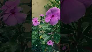 Catharanthus roseus shortclip roseflower [upl. by Chladek968]