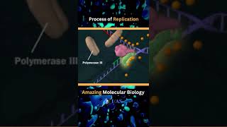 🔥 DNA Replication  Polymerase Helicase 🔥 motivation csir neet viral shorts status biology [upl. by Aynod412]