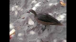 White Cheeked Pintail Duck [upl. by Hahcim]