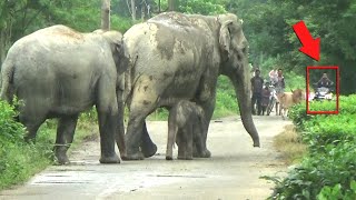 Wild Elephants of Assam  elephant herdnumaligarh elephant herdassam elephant videowild assam [upl. by Judenberg]