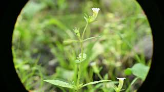 Gratiola neglecta Clammy Hedgehyssop [upl. by Nawat]