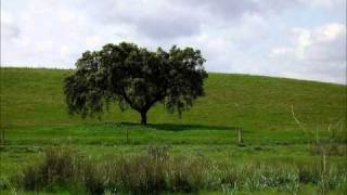 Verdes são os campos José Afonso [upl. by Ayotol642]