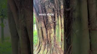 Indian baniance tree viralvideo boiledricerecipe [upl. by Markowitz]