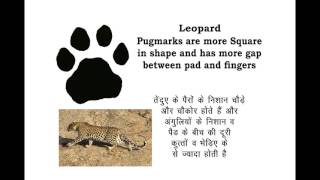 How to identify Leopard Pugmarks  Easy Guide [upl. by Restivo]