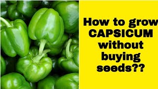 How to grow capsicum bell peppersfrom seedsGrowing tips vegetablegardening capsicum [upl. by Suolevram]