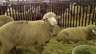 99th Montana Ram and 11th Montana Ewe Sale Results [upl. by Hagar]