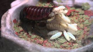 Madagascar Hissing Cockroach Giving Live Birth [upl. by Ahseyi136]