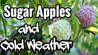 Sugar Apples and Cold Weather And Other Annonas [upl. by Gianna]